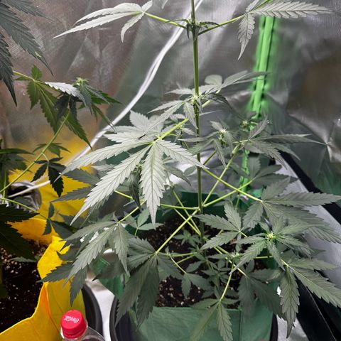 Wedding Cake Auto growlog timeline photo