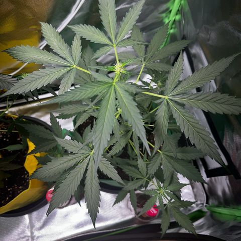 Wedding Cake Auto growlog timeline photo