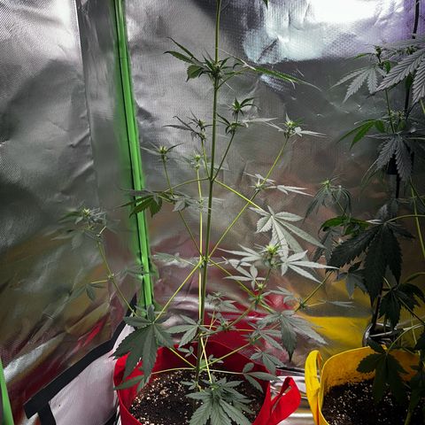 DEVIL CREAM AUTO growlog timeline photo