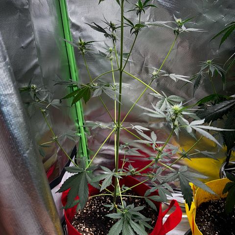 DEVIL CREAM AUTO growlog timeline photo