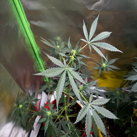 DEVIL CREAM AUTO growlog timeline photo