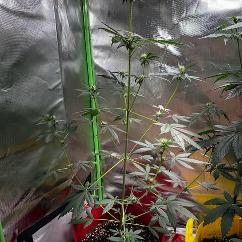 DEVIL CREAM AUTO growlog timeline photo