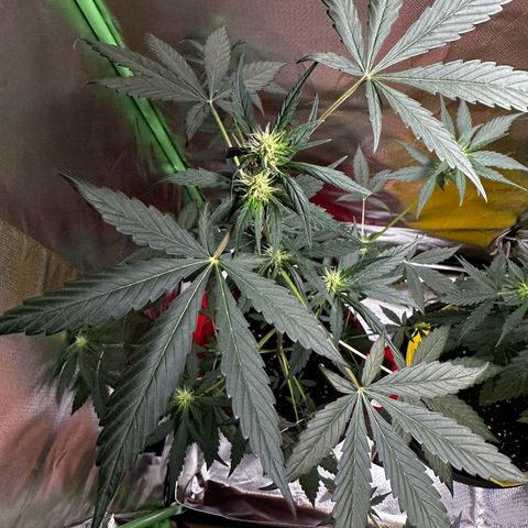 DEVIL CREAM AUTO growlog timeline photo