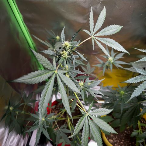 DEVIL CREAM AUTO growlog timeline photo