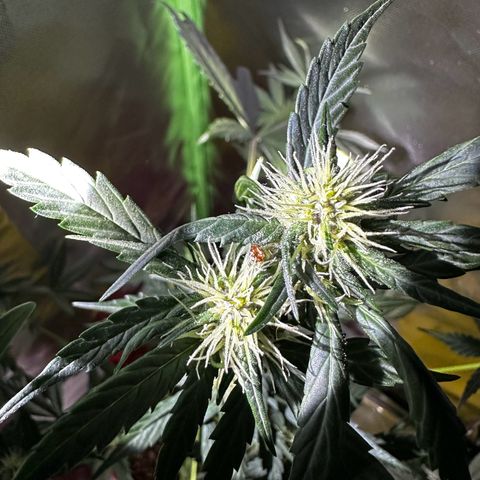 DEVIL CREAM AUTO growlog timeline photo