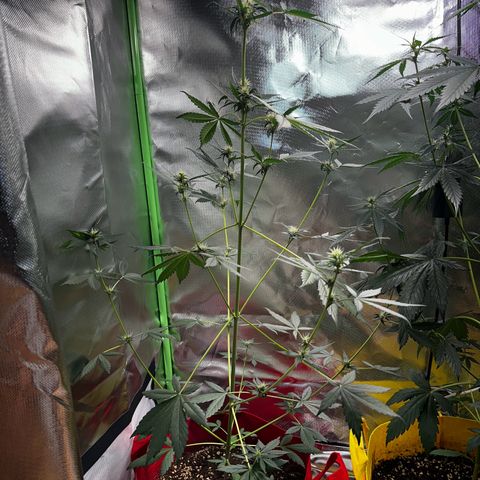 DEVIL CREAM AUTO growlog timeline photo