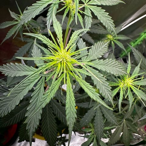 Wedding Cake Auto growlog timeline photo