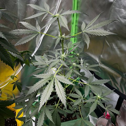 Wedding Cake Auto growlog timeline photo