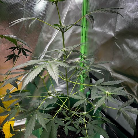 Wedding Cake Auto growlog timeline photo