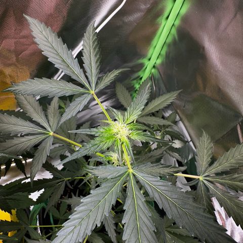Wedding Cake Auto growlog timeline photo