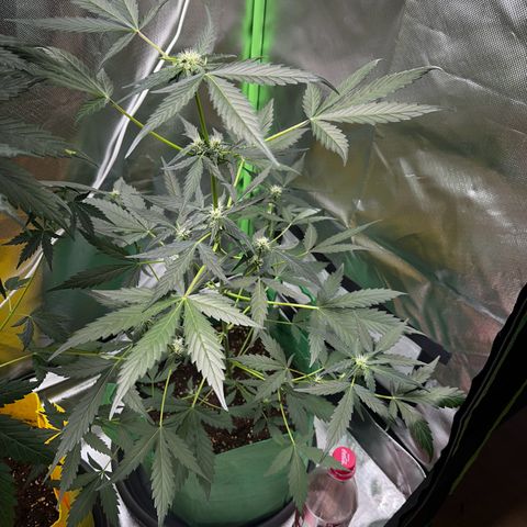 Wedding Cake Auto growlog timeline photo