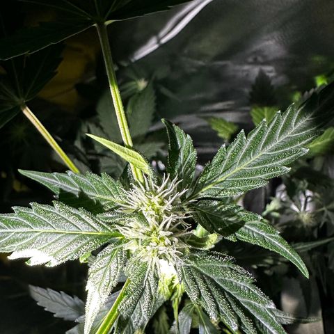 Wedding Cake Auto growlog timeline photo