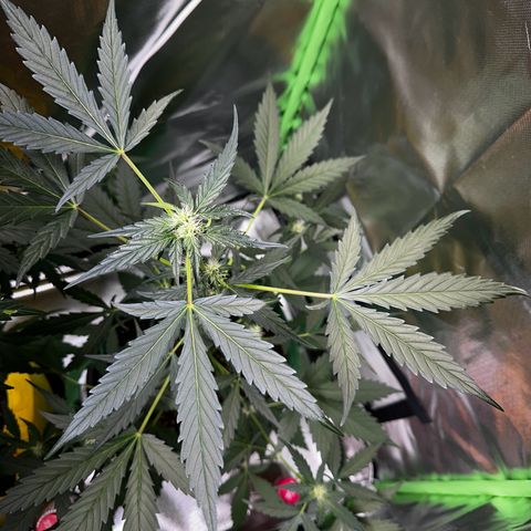 Wedding Cake Auto growlog timeline photo