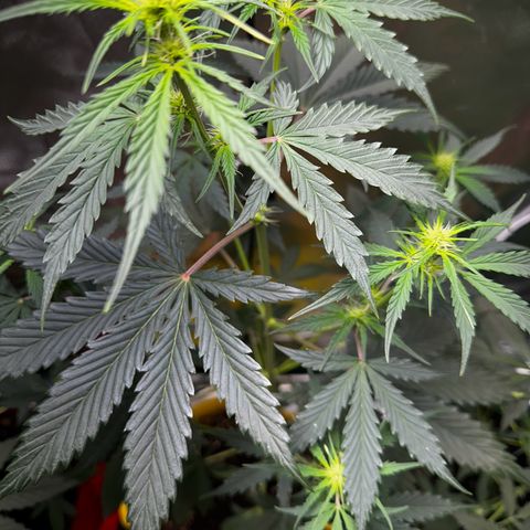Lemon Haze Auto growlog timeline photo