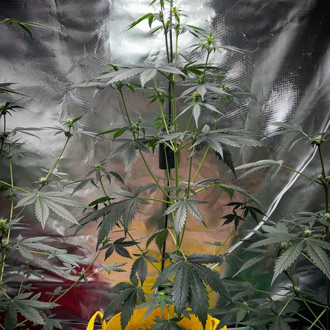 Lemon Haze Auto growlog timeline photo