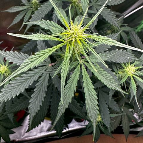 Lemon Haze Auto growlog timeline photo