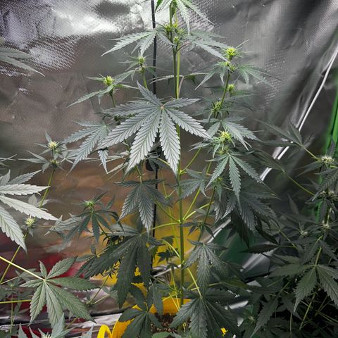 Lemon Haze Auto growlog timeline photo