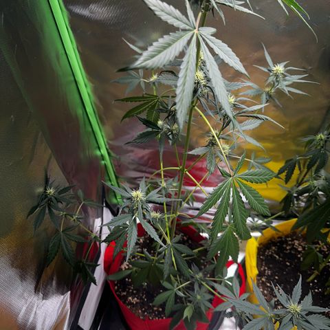DEVIL CREAM AUTO growlog timeline photo