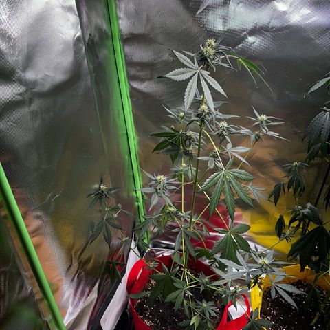 DEVIL CREAM AUTO growlog timeline photo