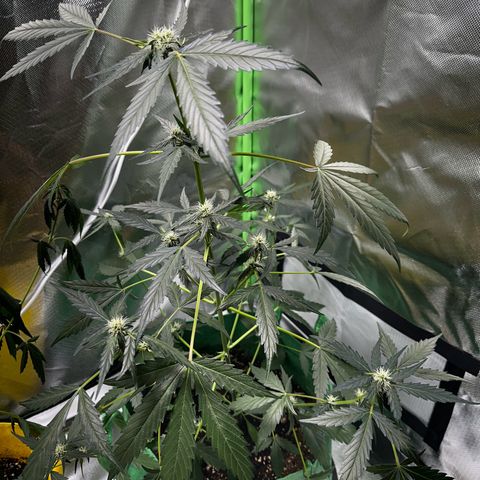 Wedding Cake Auto growlog timeline photo