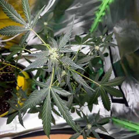 Wedding Cake Auto growlog timeline photo