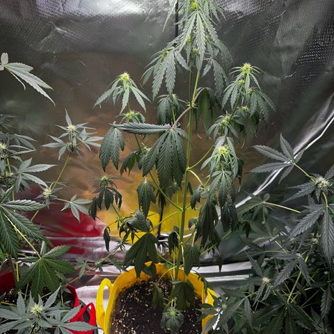 Lemon Haze Auto growlog photo: Leider etwas zu spät gegossen 