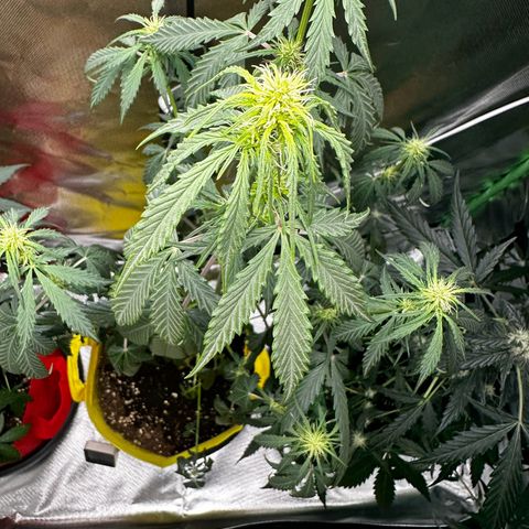 Lemon Haze Auto growlog photo: Leider etwas zu spät gegossen 