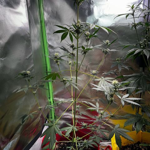 DEVIL CREAM AUTO growlog timeline photo