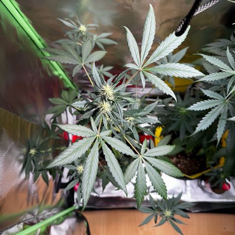 DEVIL CREAM AUTO growlog timeline photo