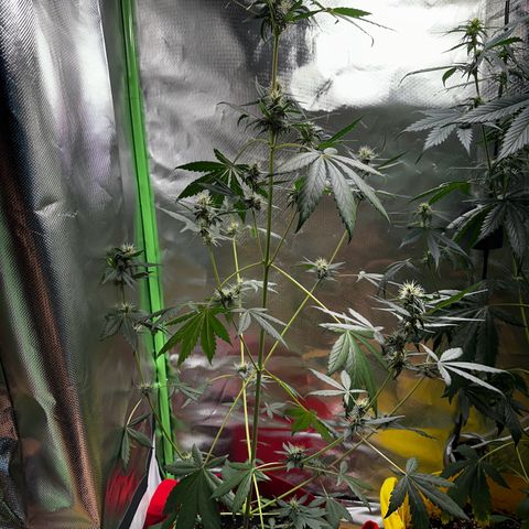 DEVIL CREAM AUTO growlog timeline photo