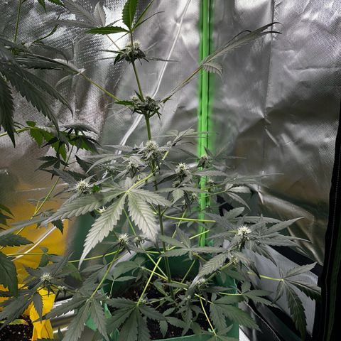 Wedding Cake Auto growlog timeline photo