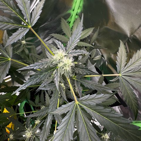 Wedding Cake Auto growlog timeline photo