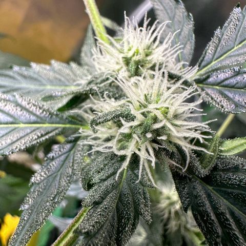 Wedding Cake Auto growlog timeline photo