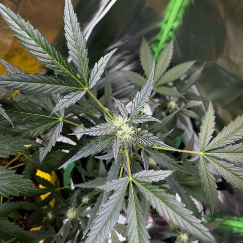 Wedding Cake Auto growlog timeline photo