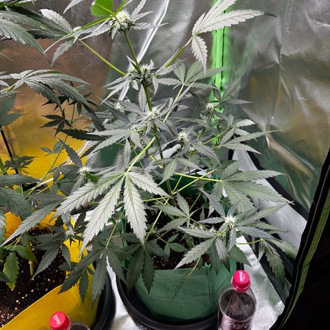 Wedding Cake Auto growlog timeline photo