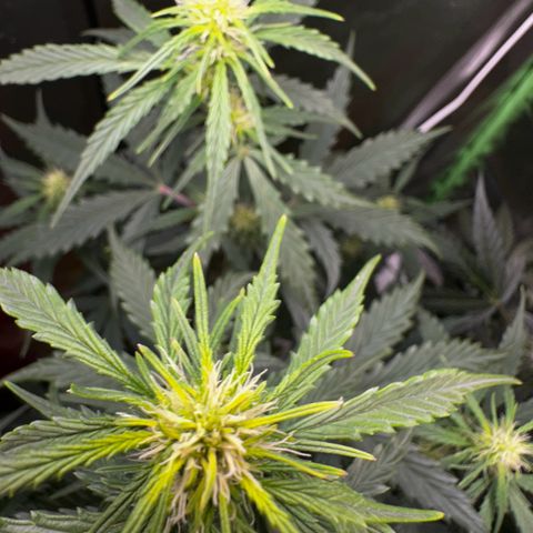 Lemon Haze Auto growlog timeline photo