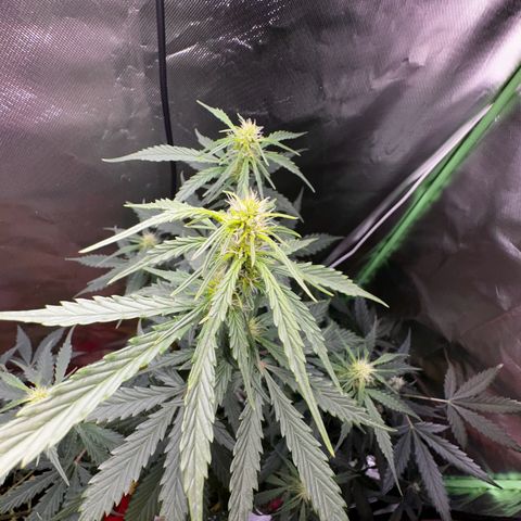 Lemon Haze Auto growlog timeline photo