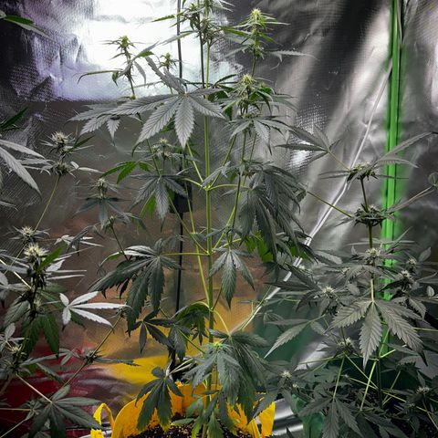 Lemon Haze Auto growlog timeline photo