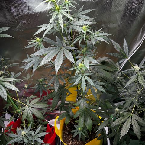 Lemon Haze Auto growlog timeline photo