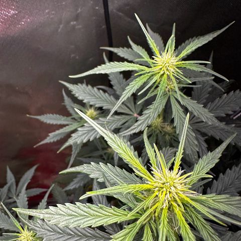 Lemon Haze Auto growlog timeline photo