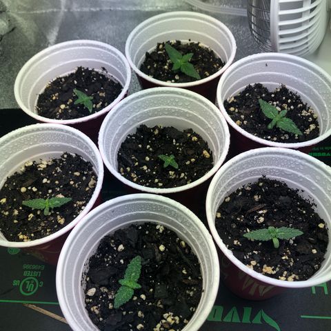 Northern Lights Auto growlog timeline photo
