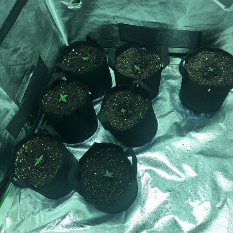 Northern Lights Auto growlog photo: Moved to 4x4 and prawns planted into 3Gs. 5 of 7 transplanted really well - two broke apart.