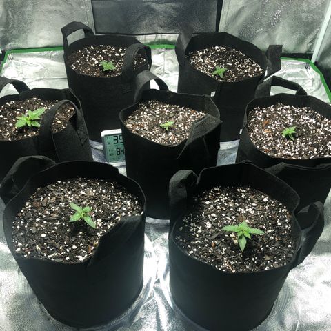 Northern Lights Auto growlog photo: Water and lowered light to 18” at 100%
