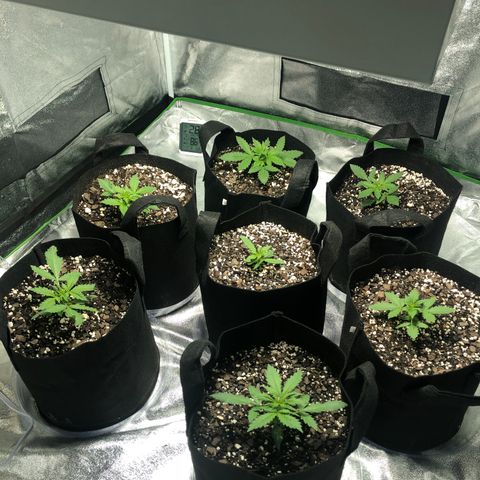 Northern Lights Auto growlog timeline photo
