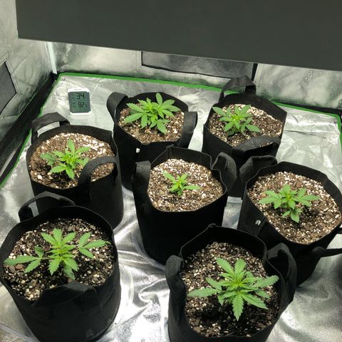 Northern Lights Auto growlog timeline photo