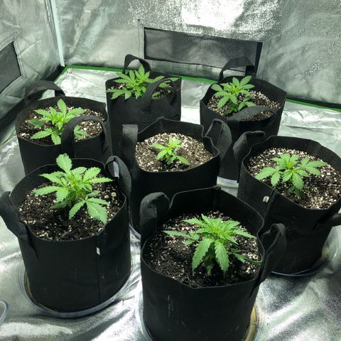 Northern Lights Auto growlog timeline photo