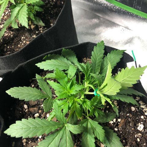 Northern Lights Auto growlog timeline photo
