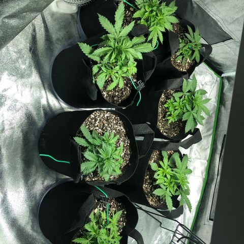 Northern Lights Auto growlog photo: Re-position for more balanced lighting 