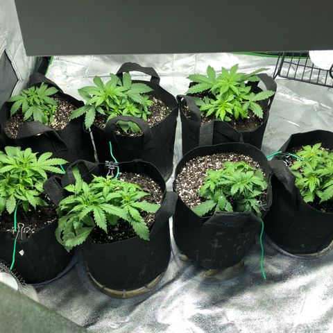 Northern Lights Auto growlog timeline photo