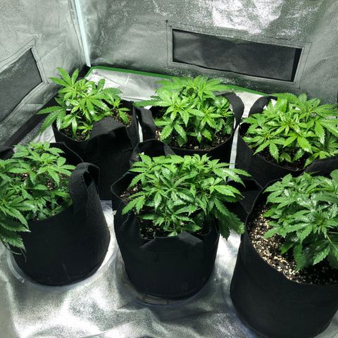 Northern Lights Auto growlog timeline photo